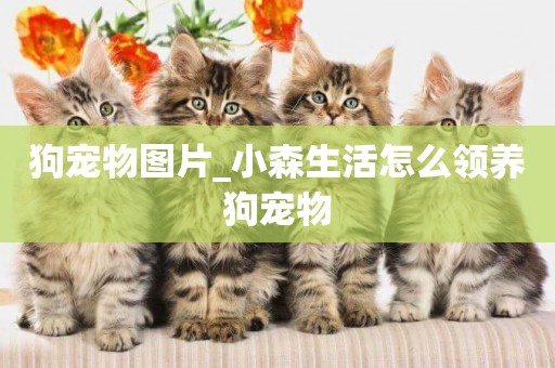 狗寵物圖片_小森生活怎么領養狗寵物