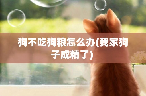 狗不吃狗糧怎么辦(我家狗子成精了) 