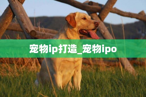 寵物ip打造_寵物ipo