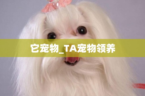 它寵物_TA寵物領養