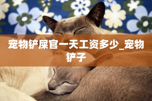 寵物鏟屎官一天工資多少_寵物鏟子