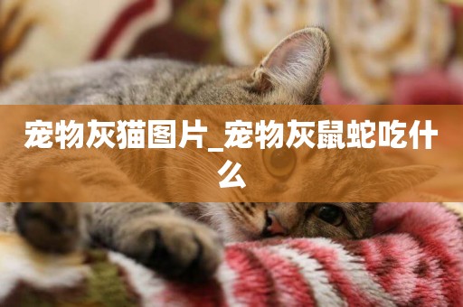 寵物灰貓圖片_寵物灰鼠蛇吃什么