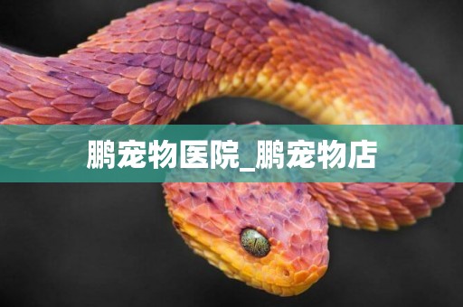 鵬寵物醫院_鵬寵物店