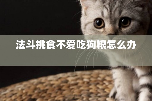 法斗挑食不愛吃狗糧怎么辦 