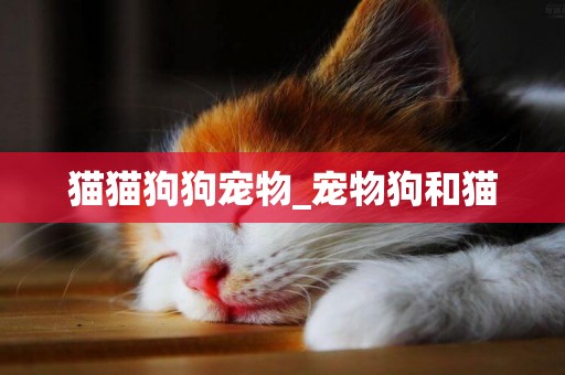 貓貓狗狗寵物_寵物狗和貓