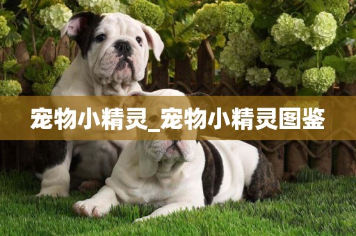 寵物小精靈_寵物小精靈圖鑒