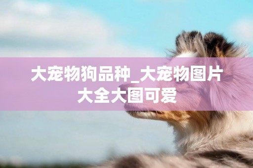 大寵物狗品種_大寵物圖片大全大圖可愛