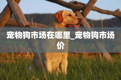 寵物狗市場在哪里_寵物狗市場價
