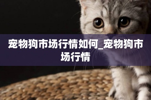 寵物狗市場行情如何_寵物狗市場行情
