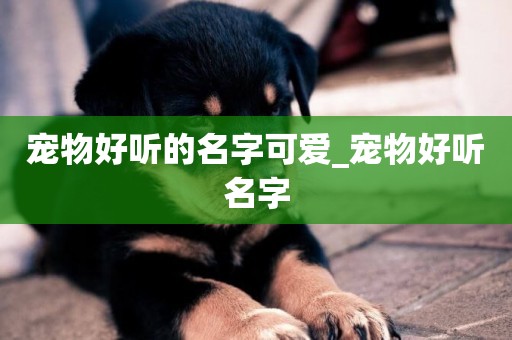 寵物好聽的名字可愛_寵物好聽名字