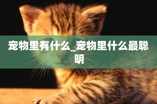 寵物里有什么_寵物里什么最聰明