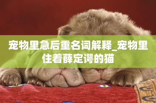 寵物里急后重名詞解釋_寵物里住著薛定諤的貓