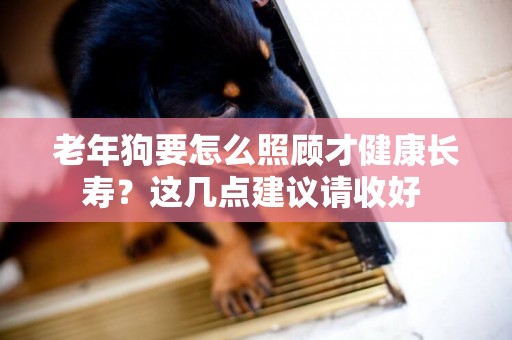 老年狗要怎么照顧才健康長壽？這幾點建議請收好 