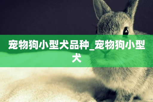 寵物狗小型犬品種_寵物狗小型犬
