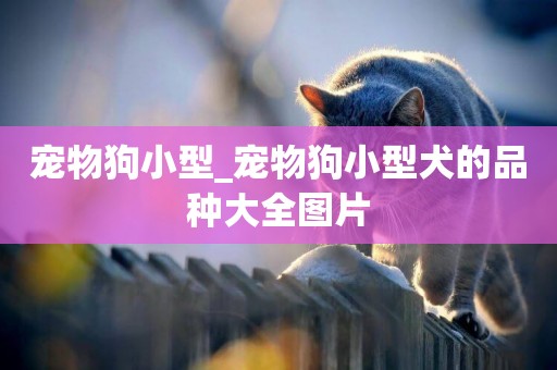 寵物狗小型_寵物狗小型犬的品種大全圖片