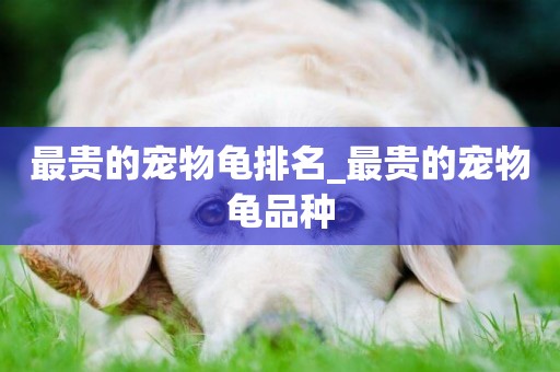 最貴的寵物龜排名_最貴的寵物龜品種