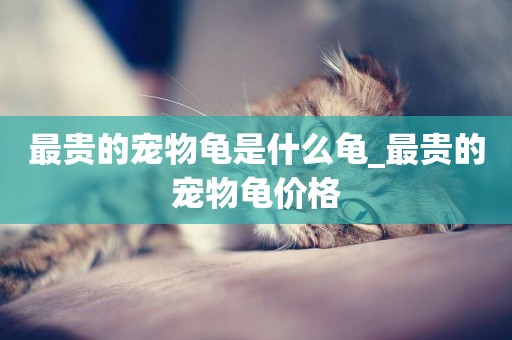 最貴的寵物龜是什么龜_最貴的寵物龜價格