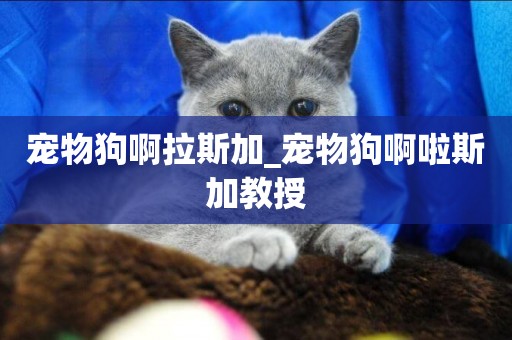 寵物狗啊拉斯加_寵物狗啊啦斯加教授