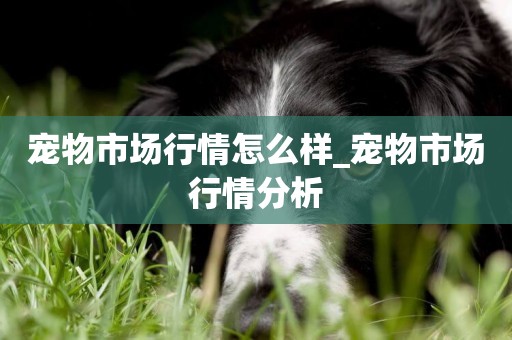 寵物市場行情怎么樣_寵物市場行情分析