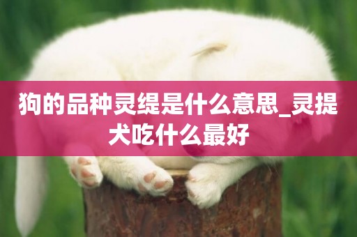 狗的品種靈緹是什么意思_靈提犬吃什么最好