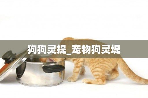 狗狗靈提_寵物狗靈堤