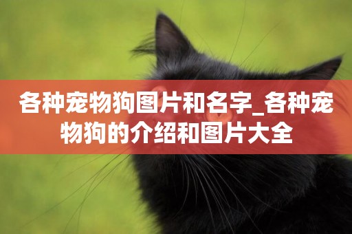 各種寵物狗圖片和名字_各種寵物狗的介紹和圖片大全