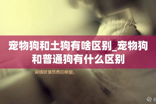 寵物狗和土狗有啥區別_寵物狗和普通狗有什么區別
