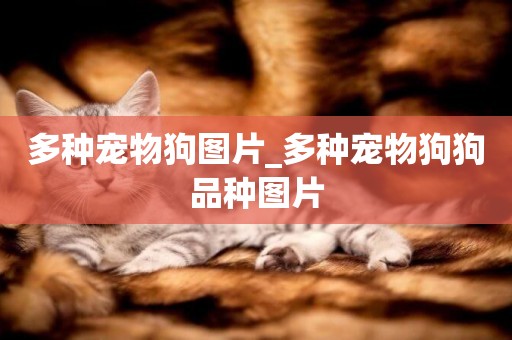 多種寵物狗圖片_多種寵物狗狗品種圖片
