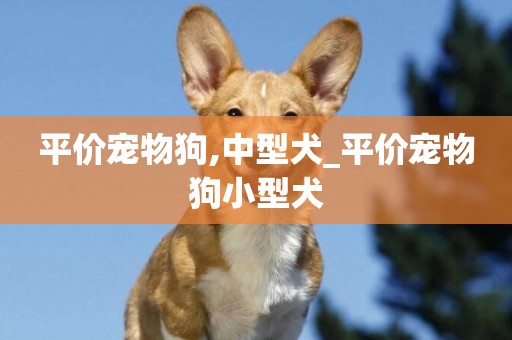 平價寵物狗,中型犬_平價寵物狗小型犬