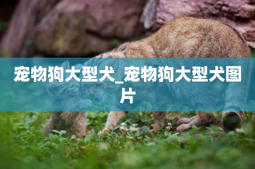 寵物狗大型犬_寵物狗大型犬圖片