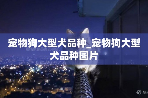 寵物狗大型犬品種_寵物狗大型犬品種圖片