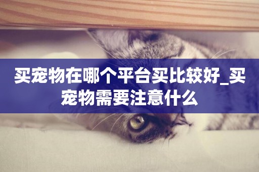 買寵物在哪個平臺買比較好_買寵物需要注意什么