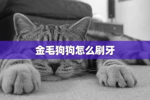 金毛狗狗怎么刷牙