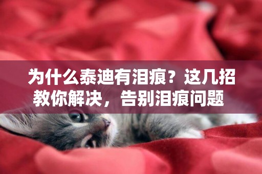 為什么泰迪有淚痕？這幾招教你解決，告別淚痕問題 