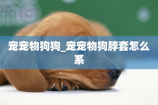 寵寵物狗狗_寵寵物狗脖套怎么系