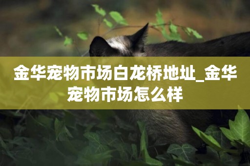 金華寵物市場白龍橋地址_金華寵物市場怎么樣