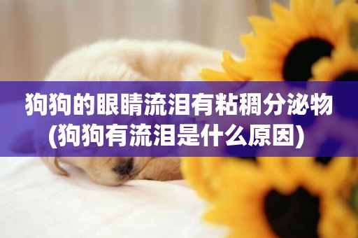 狗狗的眼睛流淚有粘稠分泌物(狗狗有流淚是什么原因) 
