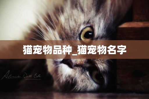 貓寵物品種_貓寵物名字