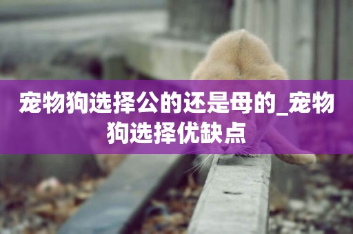 寵物狗選擇公的還是母的_寵物狗選擇優缺點