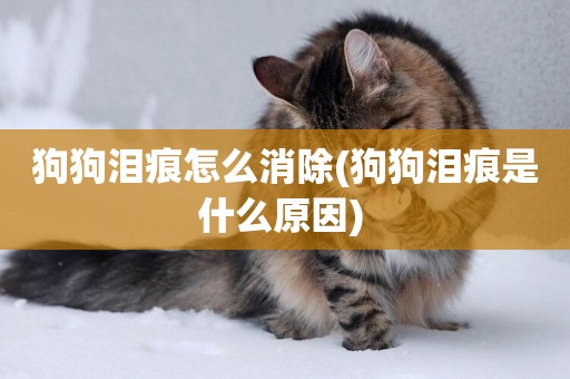 狗狗淚痕怎么消除(狗狗淚痕是什么原因) 