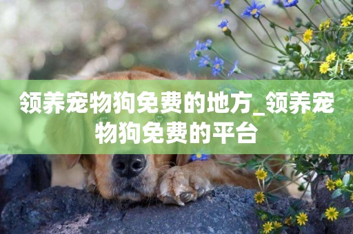領養寵物狗免費的地方_領養寵物狗免費的平臺