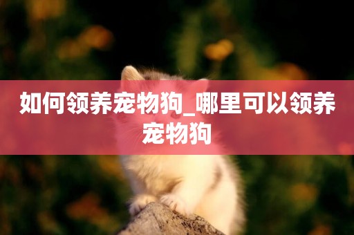 如何領養寵物狗_哪里可以領養寵物狗