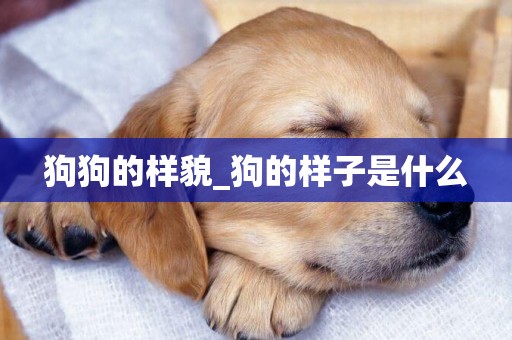 狗狗的樣貌_狗的樣子是什么