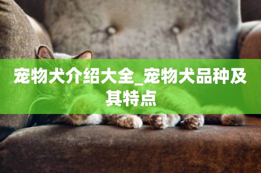 寵物犬介紹大全_寵物犬品種及其特點