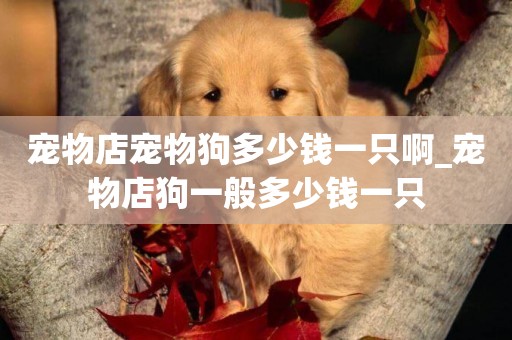 寵物店寵物狗多少錢一只啊_寵物店狗一般多少錢一只