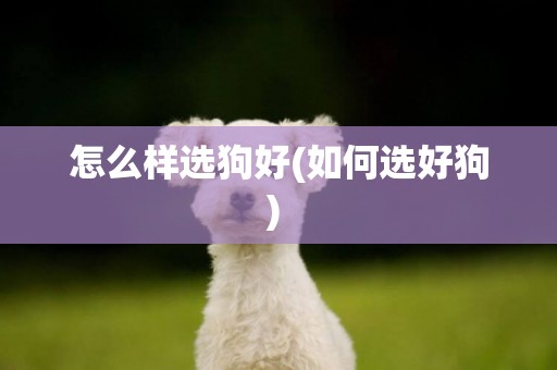 怎么樣選狗好(如何選好狗) 