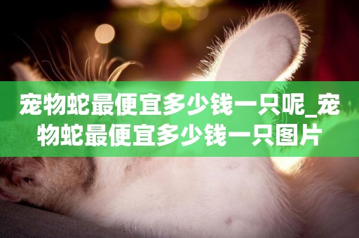 寵物蛇最便宜多少錢一只呢_寵物蛇最便宜多少錢一只圖片