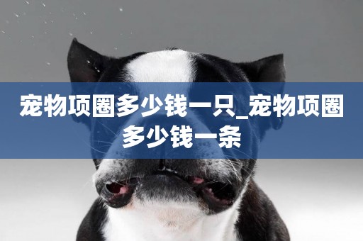 寵物項圈多少錢一只_寵物項圈多少錢一條