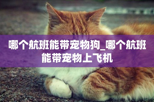 哪個航班能帶寵物狗_哪個航班能帶寵物上飛機