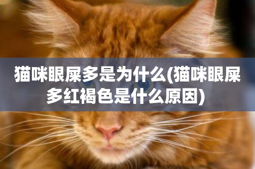 貓咪眼屎多是為什么(貓咪眼屎多紅褐色是什么原因) 